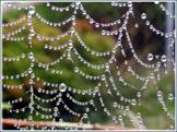 Spider Web and Dewdrops