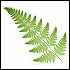 Fern